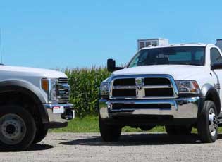 Chihuahua Transmission Clutch Replacement